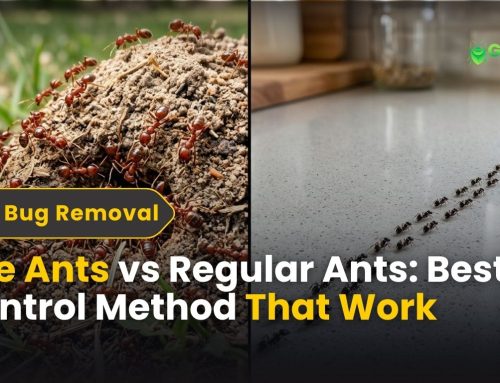 Fire Ants vs Regular Ants: Control Methods That Actually Work in CT