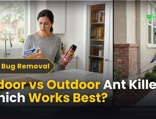 Indoor vs Outdoor Killer: Which Works Best for Ants?