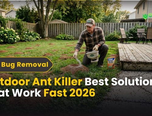 Outdoor Ant Killer: Best Solutions That Work Fast 2026