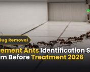 What Is Green Pest Control 3 Pavement Ants Identification Stop Them Before Treatment 2026