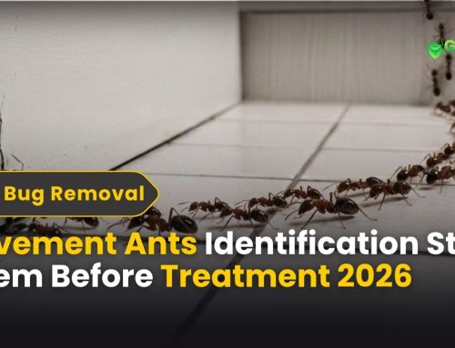 Pavement Ants Identification Stop Them Before Treatment 2026