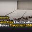 Pavement Ants Identification Stop Them Before Treatment 2026