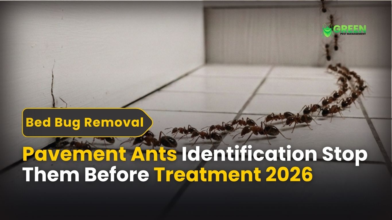 Pavement Ants Identification Stop Them Before Treatment 2026