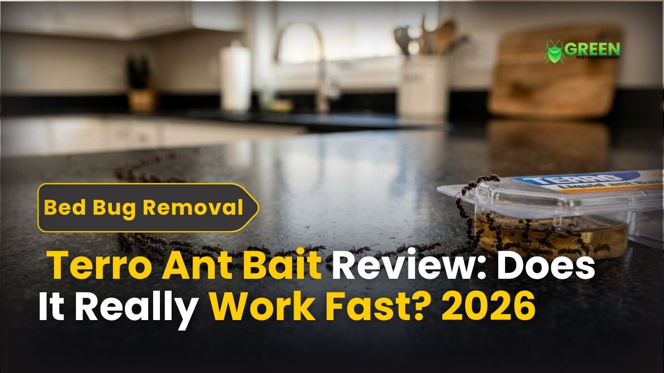 _Terro Ant Bait Review Does It Really Work Fast 2026