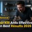 Vinegar Kill Ants Effectiveness: Proven Best Results 2026