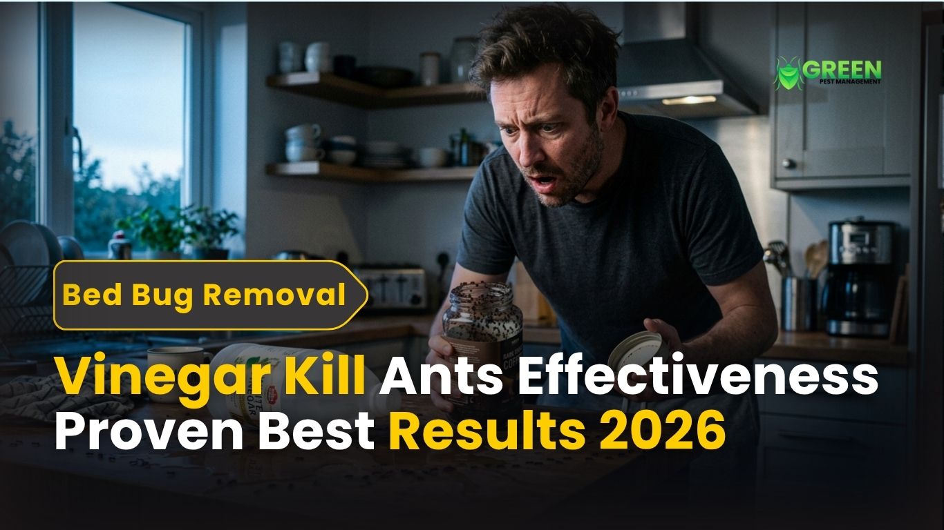 Vinegar Kill Ants Effectiveness: Proven Best Results 2026