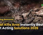 Tips to Keep Bugs and Pests Out of Your Home 3 What Kills Ants Instantly | Best Fast-Acting Solutions 2026