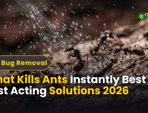 What Kills Ants Instantly? Best Options Compared
