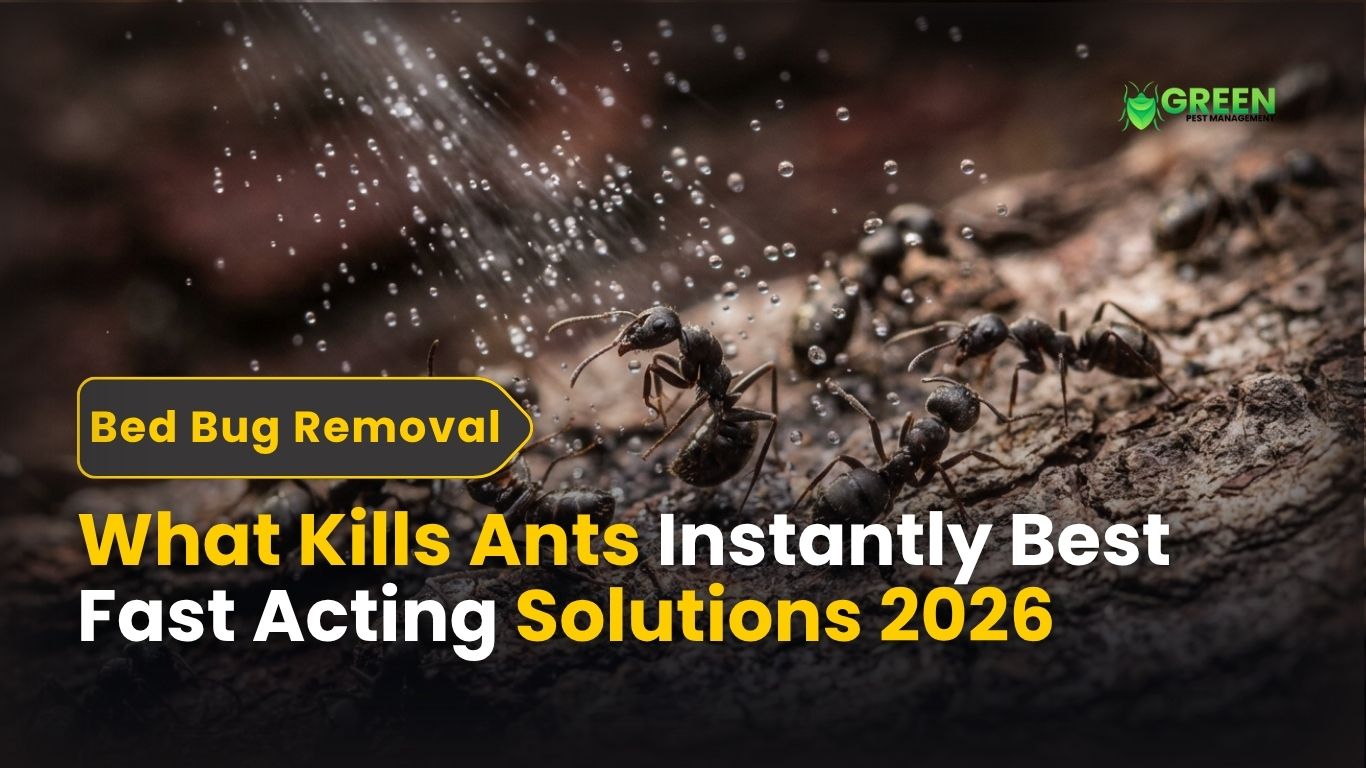 What Kills Ants Instantly | Best Fast-Acting Solutions 2026