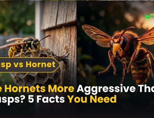 Are Hornets More Aggressive Than Wasps 5 Facts You Need