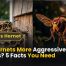 Are Hornets More Aggressive Than Wasps 5 Facts You Need