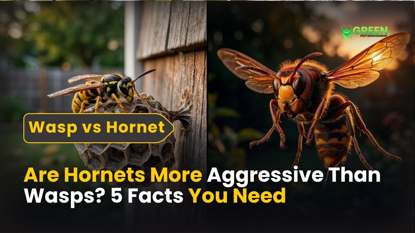 Are Hornets More Aggressive Than Wasps 5 Facts You Need