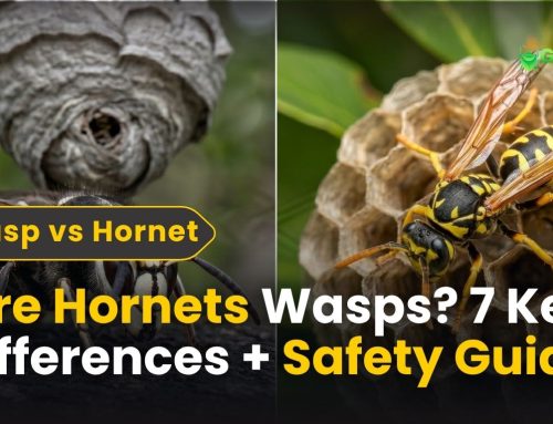 Are Hornets Wasps? 7 Key Differences Explained