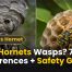 Are Hornets Wasps? 7 Key Differences + Safety Guide