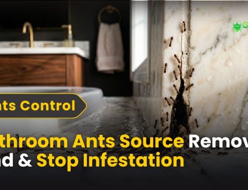 Bathroom Ants Source Removal: Find & Stop Infestation
