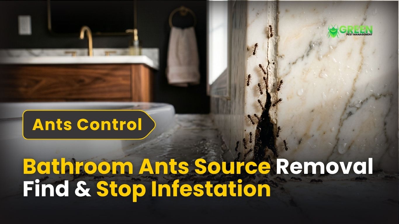 Bathroom Ants Source Removal: Find & Stop Infestation