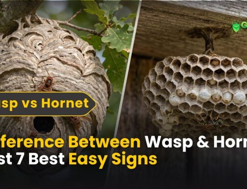 Difference Between Wasp and Hornet Nest: 7 Easy Signs to Spot