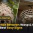 Difference Between Wasp and Hornet Nest: 7 Easy Signs to Spot 2 _Difference Between Wasp & Hornet Nest 7 Best Easy Signs