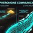 How Ants Communicate Pheromones – Secret Chemical Signals Guide