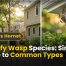 Identify Wasp Species Simple Guide to Common Types 8 Identify Wasp Species Simple Guide to Common Types