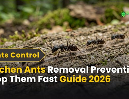 Kitchen Ants Removal Prevention: Stop Them Fast | Connecticut Expert Guide