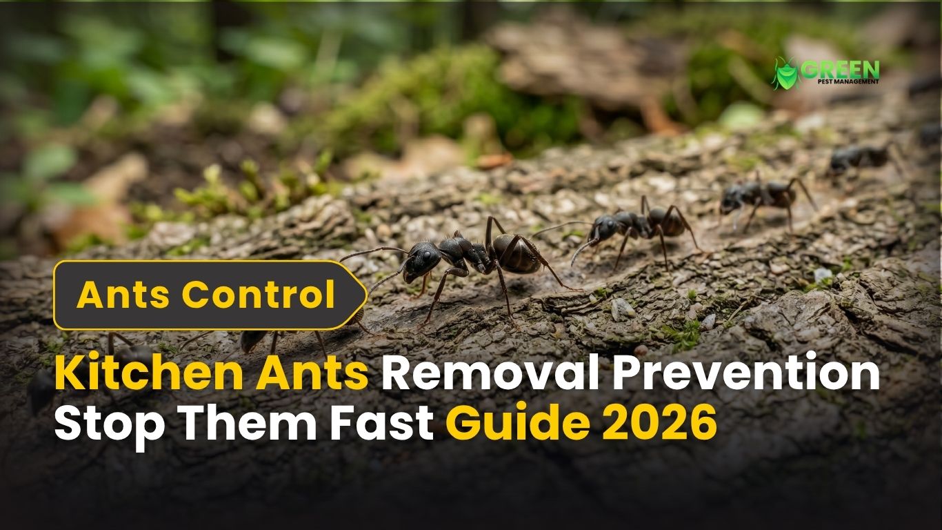 Kitchen Ants Removal Prevention – Stop Them Fast Guide