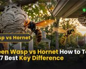 What Is Green Pest Control 5 Queen Wasp vs Hornet How to Tell the 7 Best Key Difference