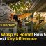 Queen Wasp vs Hornet: 7 Key Differences You Should Know 2 Queen Wasp vs Hornet How to Tell the 7 Best Key Difference