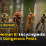 Wasp Hornet ID Encyclopedia Guide CT Spot Dangerous Pests