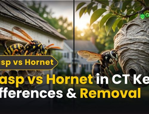 Wasp vs Hornet: Complete Comparison Guide for Connecticut Homeowners