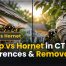 Wasp vs Hornet in CT Key Differences & Removal