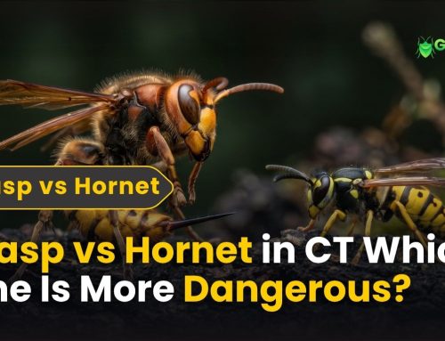 Wasp vs Hornet in CT: Which One Is More Dangerous?