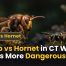 Wasp vs Hornet in CT: Which One Is More Dangerous?