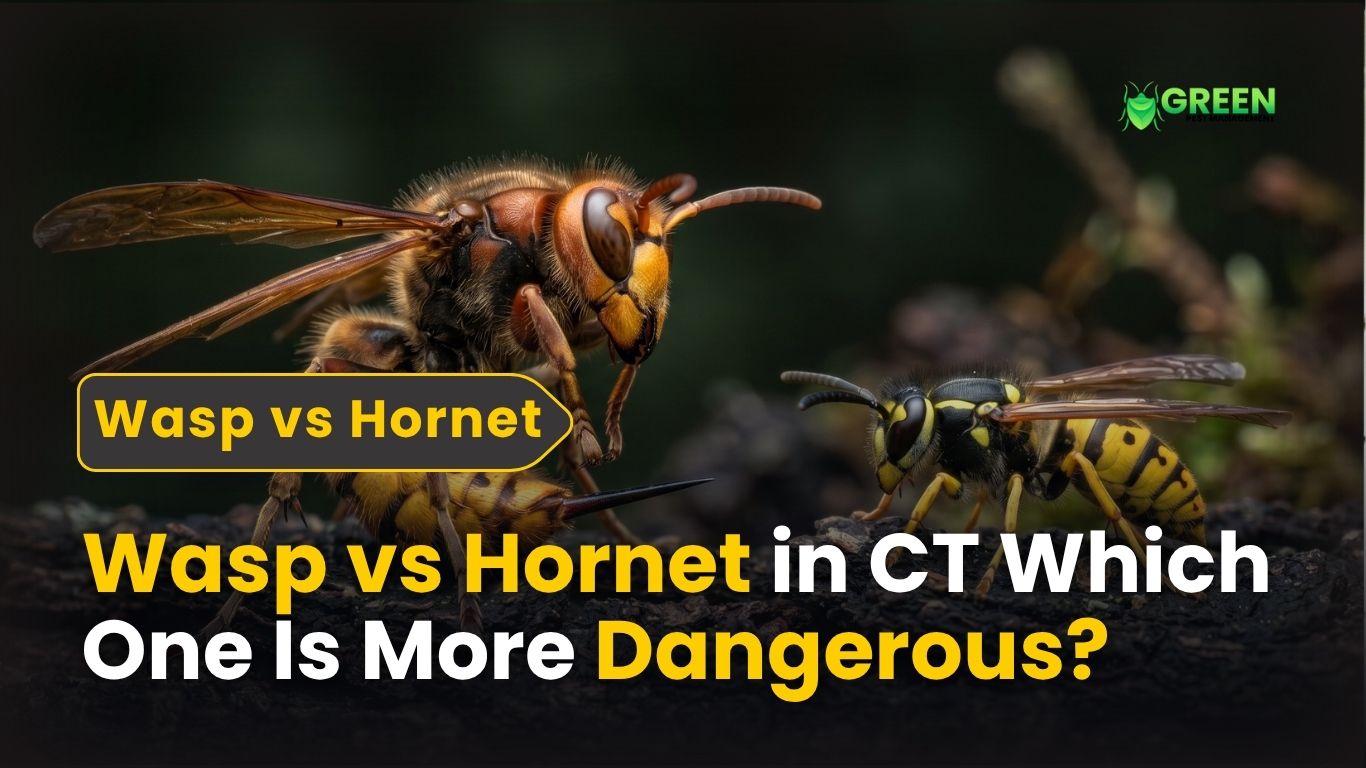 Wasp vs Hornet in CT: Which One Is More Dangerous?