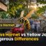 Wasp vs Hornet vs Yellow Jacket: 9 Dangerous Differences 2 Wasp vs Hornet vs Yellow Jacket 9 Dangerous Differences