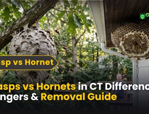 Wasps vs Hornets in CT | Differences, Dangers & Removal Guide