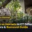 Wasps avs Hornets in CT Differences, Dangers & Removal Guide