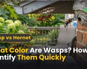 How do IPM programs work? 2 What Color Are Wasps? How to Identify Them Quickly