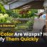 What Color Are Wasps? How to Identify Them Quickly