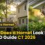 What Does a Hornet Look Like Best ID Guide CT 2026
