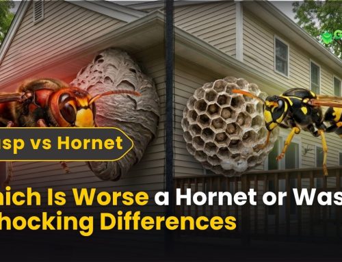 Which Is Worse a Hornet or Wasp? 7 Shocking Differences