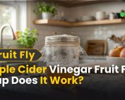 What Is Green Pest Control 4 Apple Cider Vinegar Fruit Fly Trap Does It Work