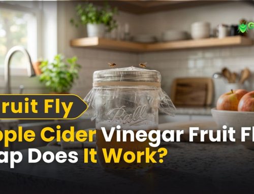 Apple Cider Vinegar Fruit Fly Trap: Does It Work?
