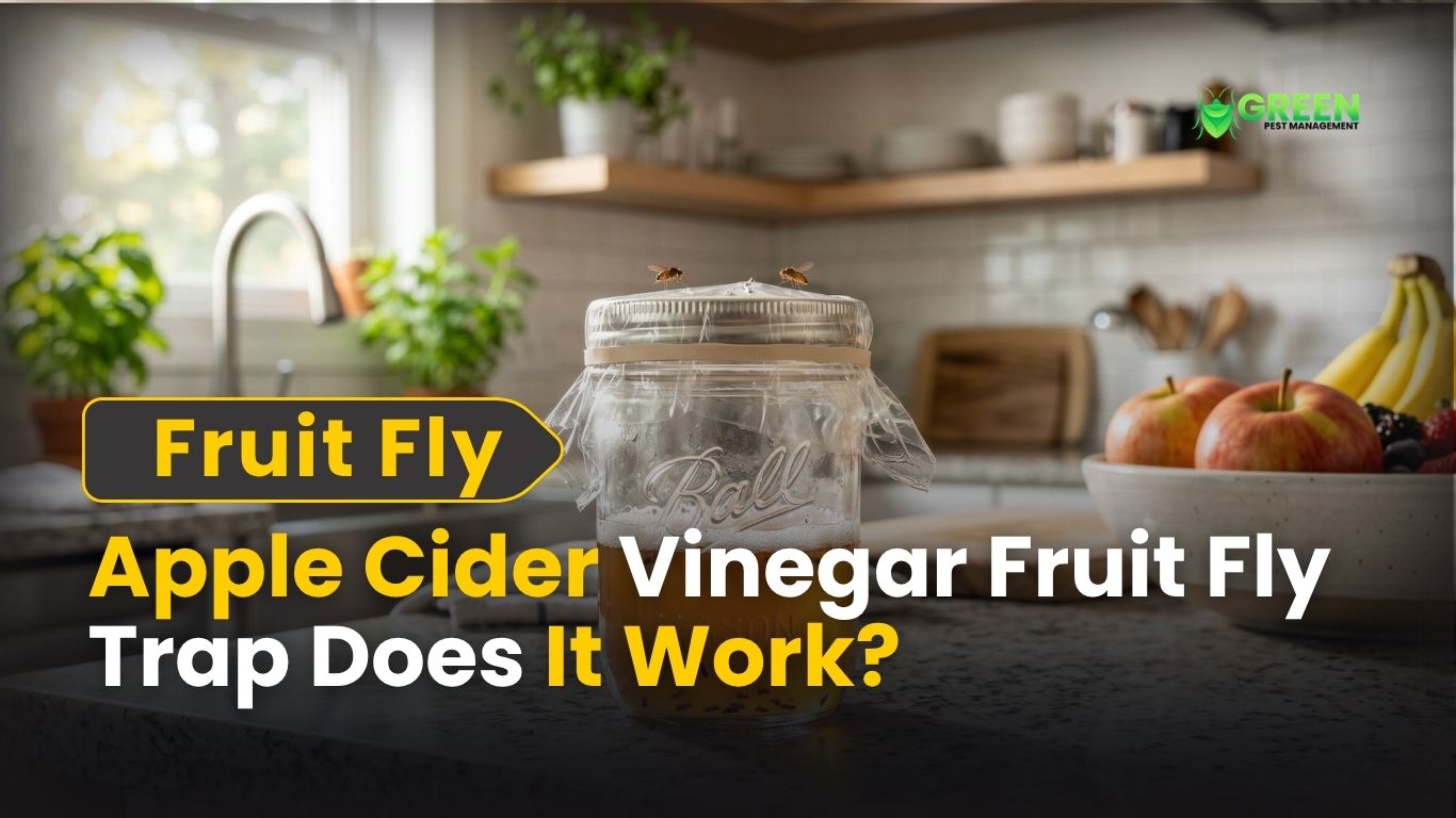 Apple Cider Vinegar Fruit Fly Trap Does It Work