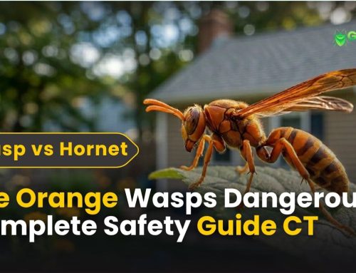 Are Orange Wasps Dangerous? Identification, Stings & Safety Guide