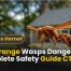 Are Orange Wasps Dangerous? Identification, Stings & Safety Guide 2 Are Orange Wasps Dangerous Complete Safety Guide CT