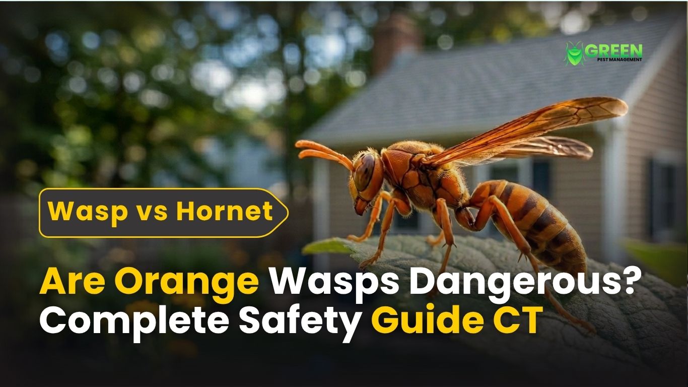 Are Orange Wasps Dangerous Complete Safety Guide CT