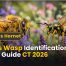 Bee vs Wasp Identification: How to Tell Them Apart Easily 2 Bee vs Wasp Identification Best Quick Guide CT 2026