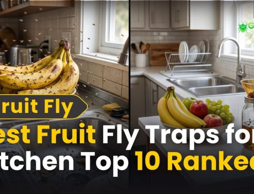 Best Fruit Fly Traps for Kitchen: Top 10 Ranked