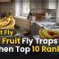 Best Fruit Fly Traps Kitchen Top 10 Ranked